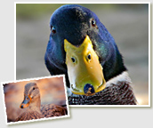 Member Photos