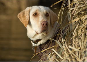 Waterfowl 360 Retriever Photo Contest Winner