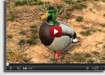 DU-TV Better Waterfowling Tip