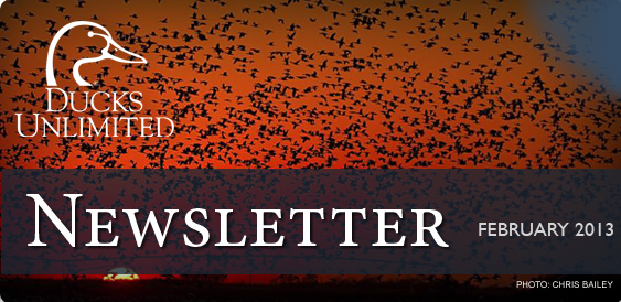 Ducks Unlimited Newsletter: February 2013