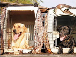 Retriever Training Tip