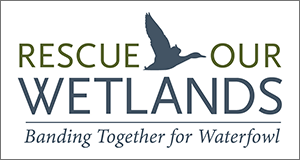Rescue Our Wetlands