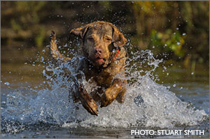DU TV Duck Dog with Mike Stewart