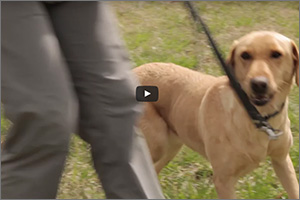 Retrievers