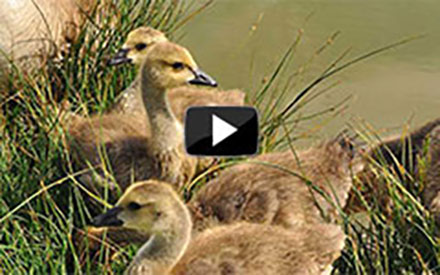 Prairie Nest Cam Project Returns to Coteau Ranch
