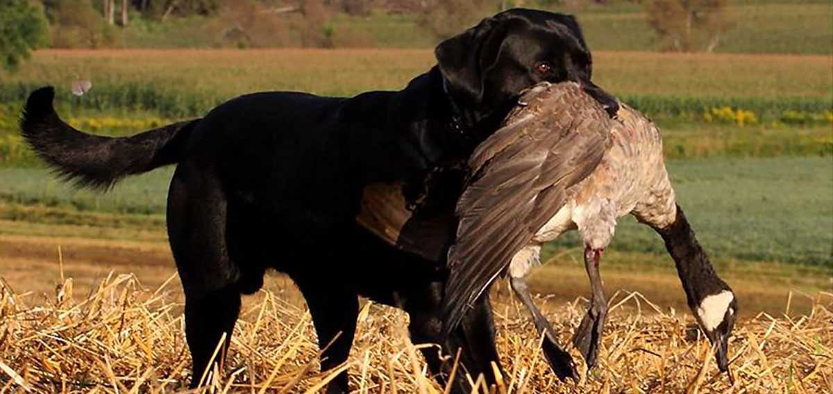 DU Newsletter November 2017 The Goose Hunting Issue